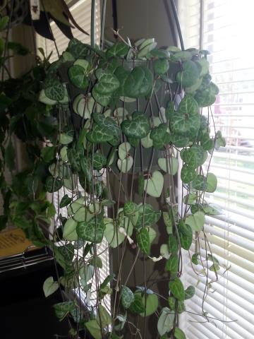 http://www.cloudjungle.com/cloudjungle/Asclepiadaceae/Ceropegia/Ceropegia linearis ssp woodii.jpg